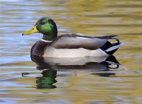 La chasse au gabion pour les canards : une tradition qui se renouvelle