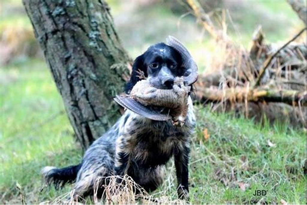 La chasse à la Becasse