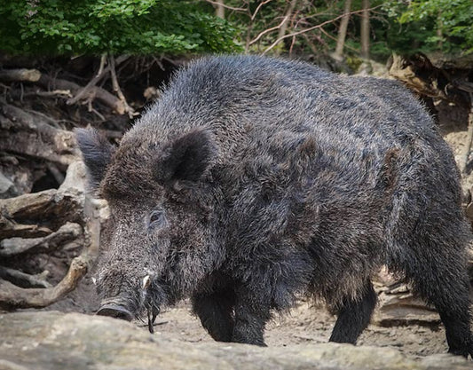 La chasse au sanglier à l'affût : une méthode ancestrale qui exige patience et stratégie